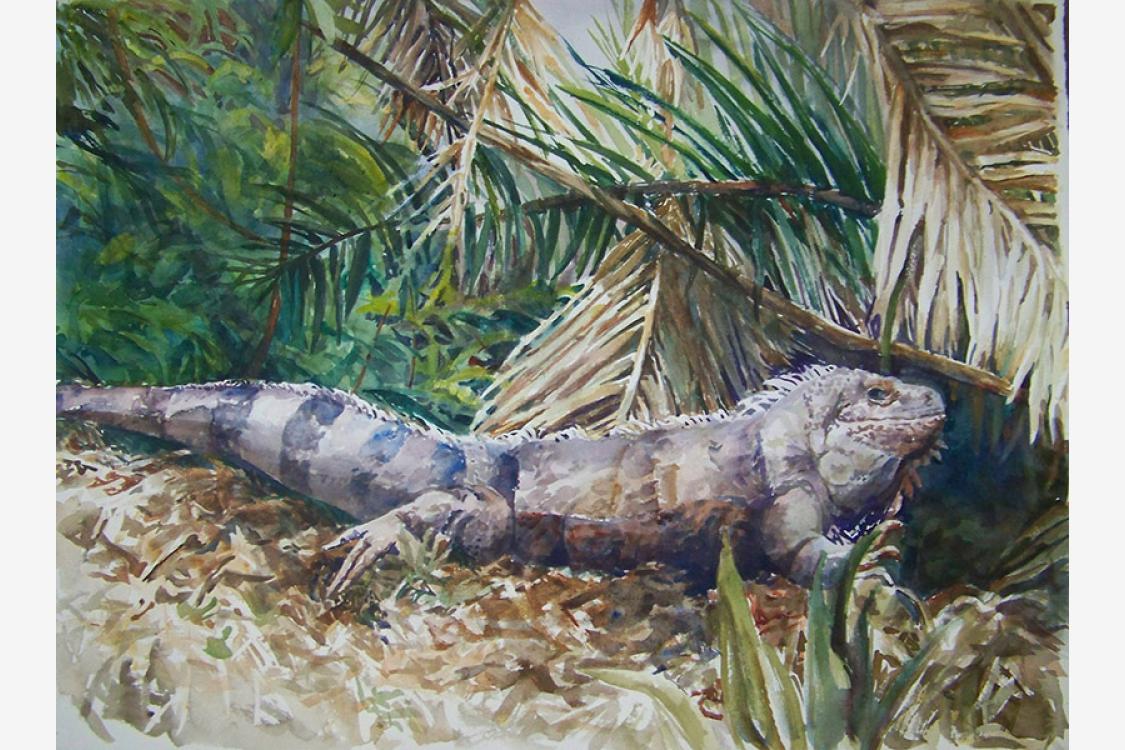 Iguana 22"x30" watercolor
